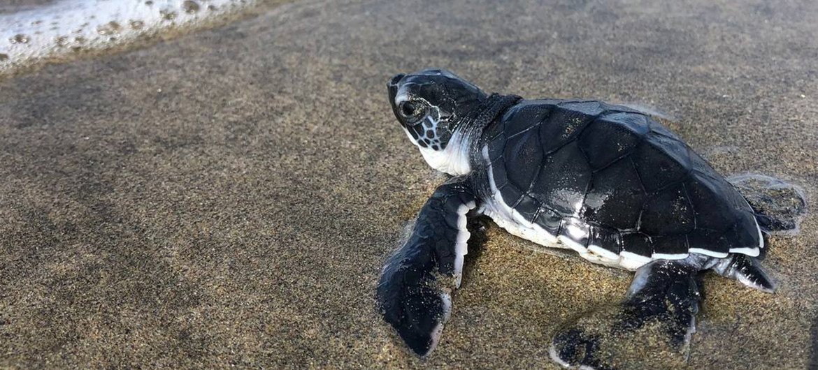 Campamentos Tortugueros En M Xico Luchan Por Proteger El Oc Ano Que Nos